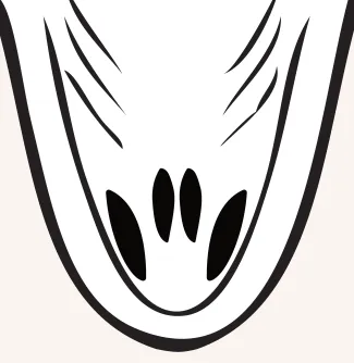 An illustration of a top down view of a striped or hybrid bass' open mouth. There are two long patches on the tongue.