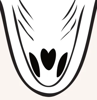 An illustration of a top down view of a white bass' open mouth. There is one round or heart shaped patch on the tongue.