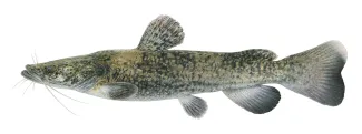 An illustration of a flathead catfish by Joe Tomelleri.