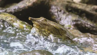 A softshell turtle's head pokes out of flowing water.