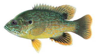 An illustration of a green sunfish by Joe Tomelleri.