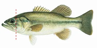 An illustration of a largemouth bass by Joe Tomelleri. A red dashed line indicates that the mouth ends behind the eye.