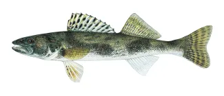 An illustration of a sauger by Joe Tomelleri.