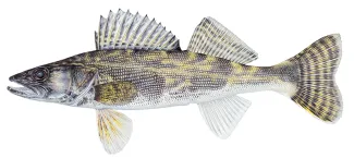 An illustration of a saugeye by Joe Tomelleri.