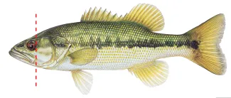 An illustration of a spotted bass by Joe Tomelleri. A red dashed line indicates that the mouth ends even with the back of the eye.