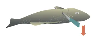 An illustration of Step 1 of a filleting a fish. The fish is on it's side and a fillet knife if cutting down from behind the gills.