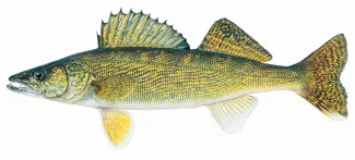 An illustration of a walleye by Joe Tomelleri.