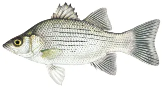 An illustration of a White Bass by Joe Tomelleri.