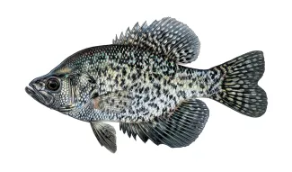 An illustration of a black crappie by Joe Tomelleri.