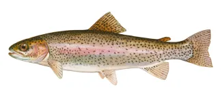 An illustration of a rainbow trout by Duane Raver.