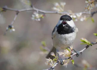 A small black, gray, and white bird faces the camera with its bill open while perching on a small twig. 