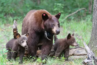 A brownish black bear with an ear tag and neck collar stands next to two small cubs. 