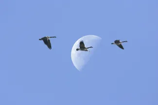 Three brown and black geese fly in front of a digital creation of a half moon. 