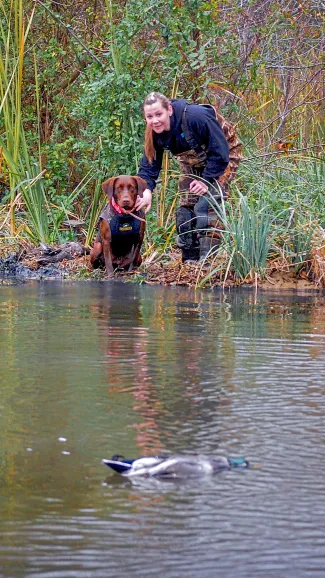 hunting dog looking at downed duck and wait for it "okay" command from woman hunter