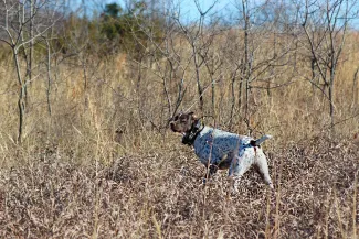Hunting dog in point in field