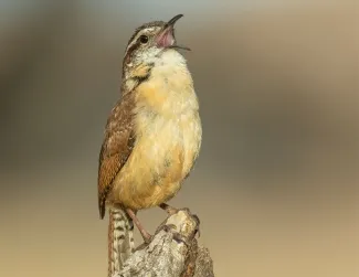 A brown bird perches on a log and opens its bill wide in song. 
