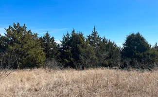 A group of invasive red cedars against a blue sky.