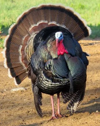 An adult male Rio Grande turkey stands with pride.