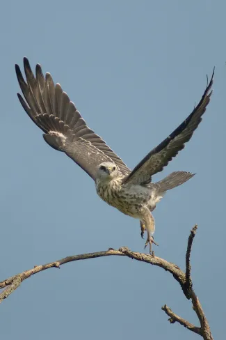 A bird with dark gray wings and a spotted belly lands on a branch with its wings held in a "v."