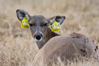 A whitetail doe with yellow ear tags lays curled up in a field.