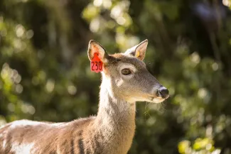 A whitetail deer has an orange and yellow ear tags.