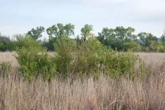 Sand Plum Thicket