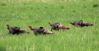 A group of wild turkeys in a green field.
