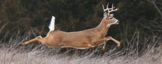 A whitetail buck is leaping through the air.