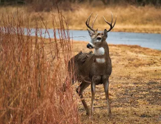 A whitetail bucks stands next to some brush.