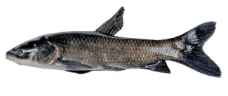A black carp on a white background.