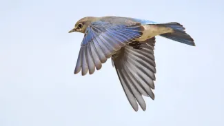 Mountain Bluebird Flying