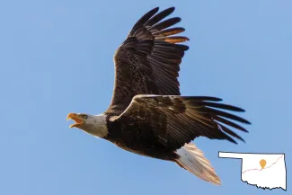 A raptor with a brown body and a white head and tail with a map of Oklahoma in the lower right corner