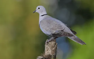 Eastern collared dove standing on a stump