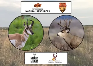 pronghorn mule deer field day promo artwork