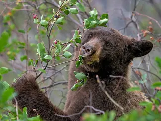 A black bear eating berries.