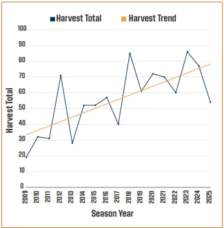 Line graph titled '2009-2025 Bear Harvest Trend' showing yearly bear harvest totals with an upward linear trend line. Harvest starts at about 17 in 2009, rises to 31 in 2010-2011, spikes to 71 in 2012, drops to 27 in 2013, then fluctuates between roughly 40 and 85 through 2025, with peaks in 2018 (85) and 2023 (86) and a dip to 39 in 2017. The trend line rises steadily from about 32 in 2009 to about 78 in 2025, indicating an overall increase in bear harvest over the period.