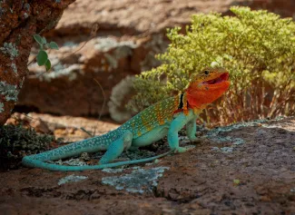 A lizard with a blue green body and a yellow orange head lays on a shaded rock with its mouth open. 