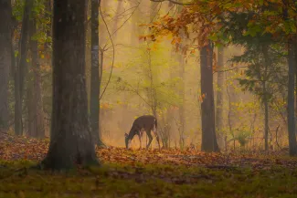 A doe in the center of a golden toned forest.