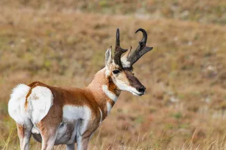 A pronghorn in the foreground with Oklahoma plains in the background.