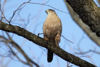 A hawk with a dark head, long tail, and rusty breast perches on a limb. 