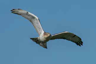 A hawk with a dark head and a light underbelly flies with wings outstretched, quartered away from the camera