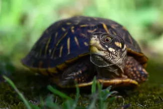 A turtle with a colorful head and shell sits on a patch of moss. 