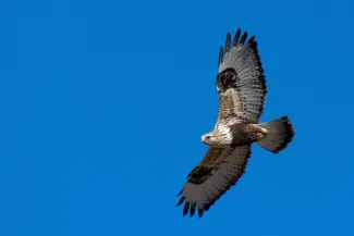 A hawk with dark spots on the wrists and belly flies with its wings outstretched