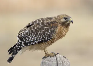 A hawk with a brown and white mottled back and a red chest perches on a fence post