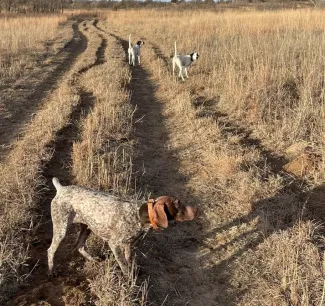 dogs hunting