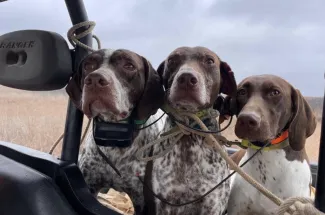 three bird dogs