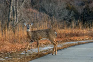 a deer is crossing a road