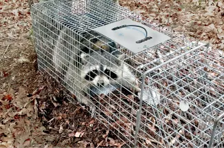 raccoon in cage trap