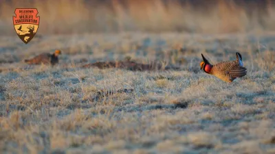 Prairie chicken in a field zoom background.