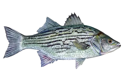 Illustration of a striped bass hybrid
